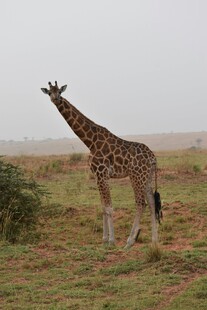 草原上的长颈鹿