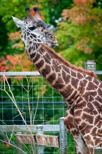 围栏边的长颈鹿与小鸟