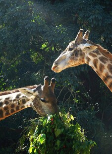 两只长颈鹿进食绿植瞬间