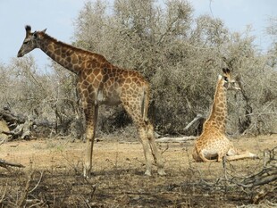 草原上的两只长颈鹿