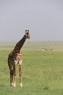 草原上的长颈鹿