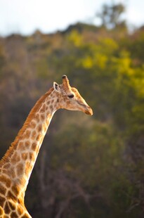 草原上的长颈鹿