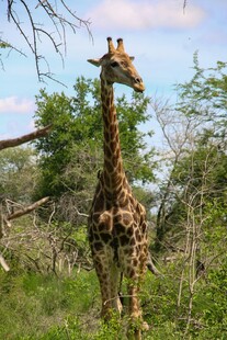 草原上的长颈鹿