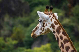 长颈鹿侧颜特写