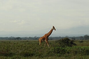 草原上独行的长颈鹿