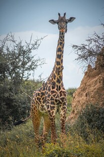 草原上的长颈鹿