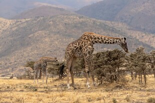 草原上的长颈鹿觅食景象