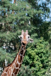 森林中的长颈鹿