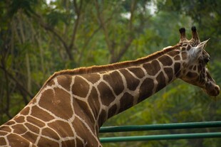 动物园中的长颈鹿特写