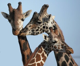 三只长颈鹿亲密互动瞬间