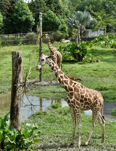 长颈鹿在草地围栏处进食