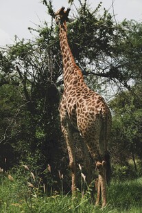 草原上的长颈鹿背影