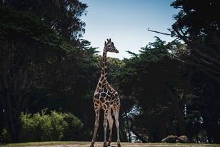 草原上的长颈鹿