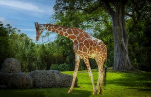 草地上的长颈鹿