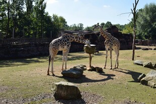草地上的两只长颈鹿