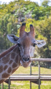 动物园里的长颈鹿特写
