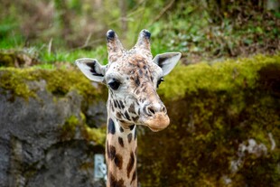 可爱长颈鹿特写