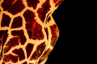 长颈鹿独特花纹特写