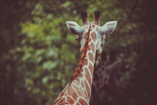 长颈鹿背影 置身绿意之中