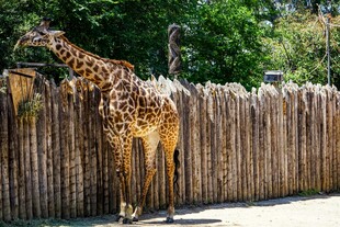 围栏旁的长颈鹿
