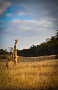 草原上的长颈鹿