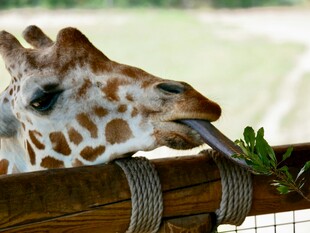 长颈鹿伸舌吃树叶