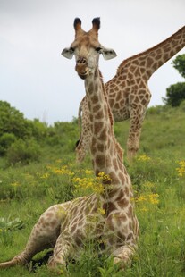 草地上休憩的两只长颈鹿