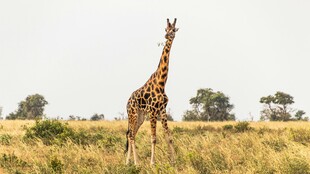 草原上的长颈鹿