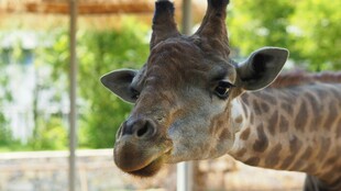 动物园里的长颈鹿特写