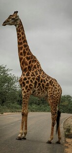 公路上的高大长颈鹿