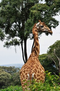 野外长颈鹿于绿树间眺望