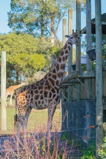 动物园中站立的两只长颈鹿
