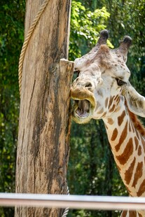 长颈鹿啃咬树干的瞬间