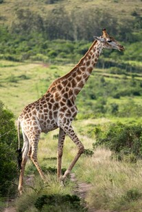 草原上漫步的长颈鹿