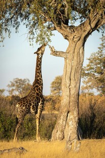 长颈鹿于树下进食的自然景