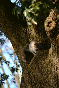 树洞中露出头的可爱动物