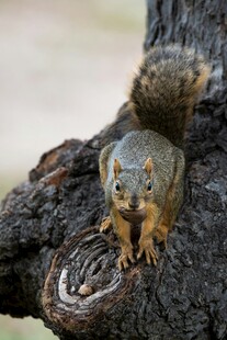 松鼠抱核桃于树干上