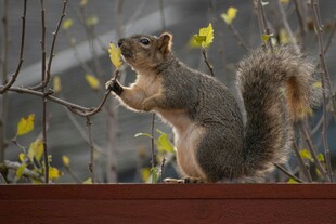 站立进食的可爱灰松鼠