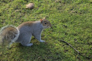 草地上的两只可爱小松鼠