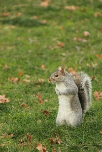 草地上的可爱松鼠