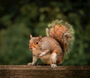 木栏上的可爱松鼠