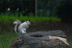 岩石上站立的可爱小松鼠