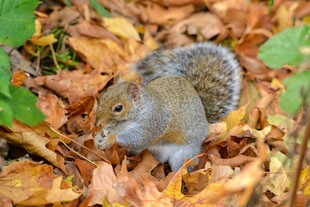 落叶中觅食的可爱小松鼠