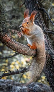 树枝上进食的可爱松鼠