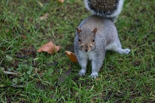 草地上的可爱小松鼠