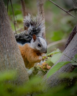 林间狐猴藏身于枝叶间