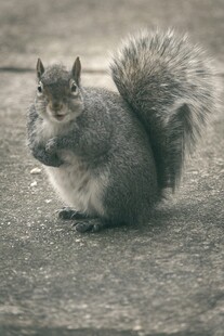 可爱松鼠蹲坐地面
