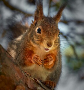 雪地中松鼠抱爪于枝头