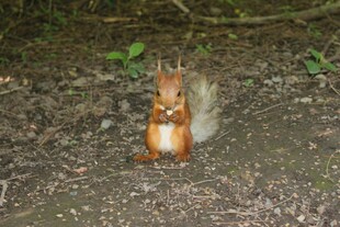 林间松鼠站立模样