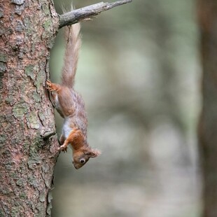 树上倒挂的可爱小松鼠